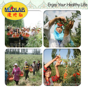 Medlar Organic Herbs Goji Plants